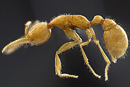 2008 beschriebene Ameisenart